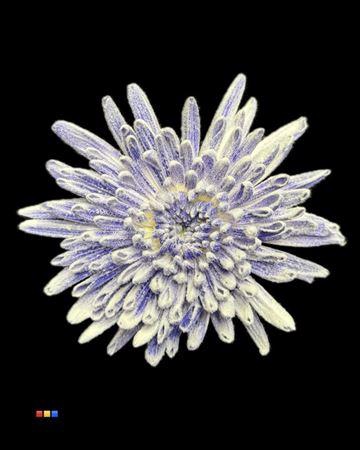 <h4>Chr G Ana Snow Purple</h4>