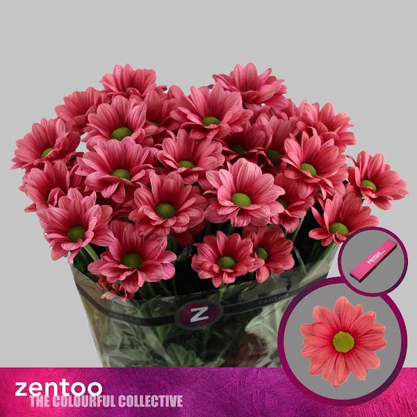 <h4>Chr T Ballerina Cherry Zentoo</h4>