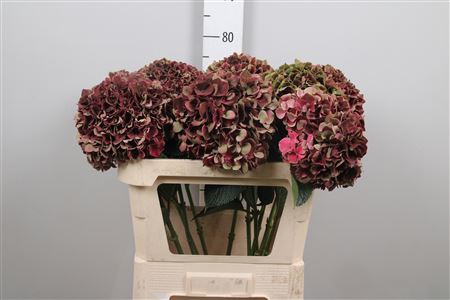 <h4>Hydr Cl M Rub Gl</h4>