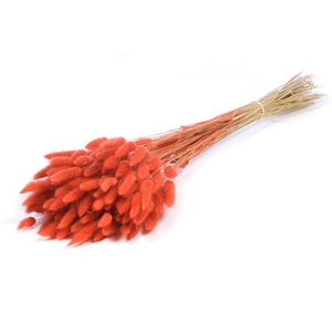 Lagurus Ovatus Burnt Orange