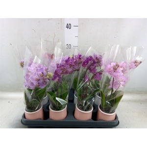 Phalaenopsis   ...mini