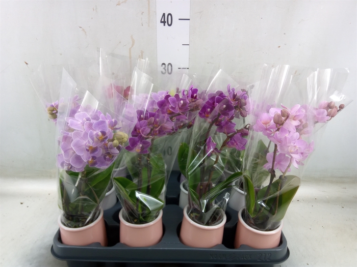 <h4>Phalaenopsis   ...mini</h4>