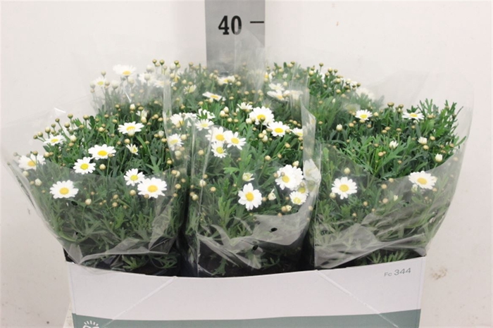 <h4>Argyranthemum Frutescens</h4>