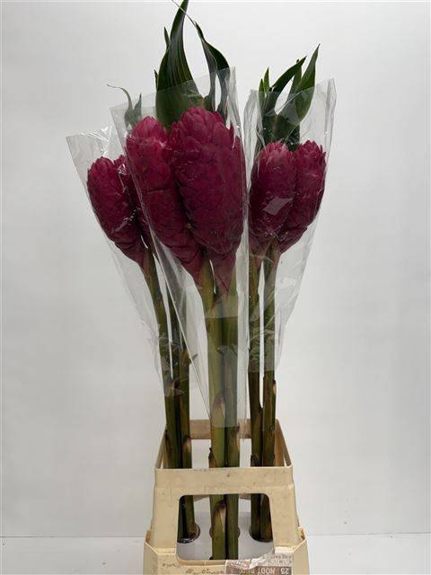 <h4>ALPINIA PURPURATA</h4>