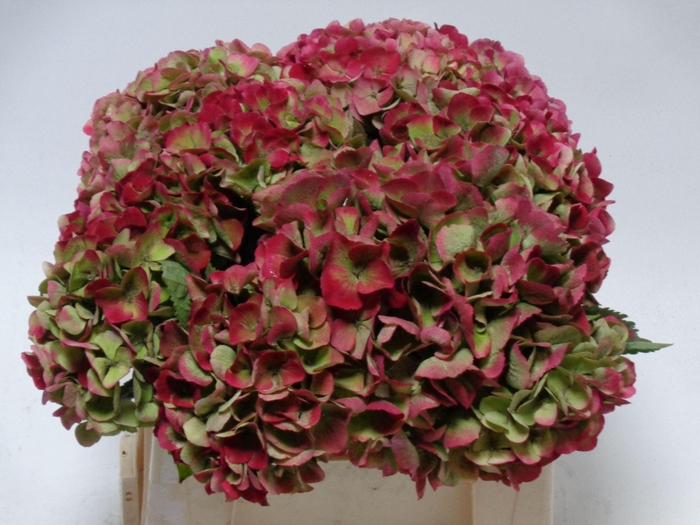 <h4>HYDR M MAG OPAL CL</h4>