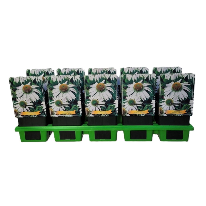 <h4>Echinacea purpurea</h4>