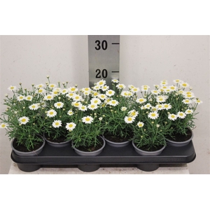 Argyranthemum frutescens La Rita White