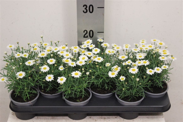 <h4>Argyranthemum frutescens La Rita White</h4>
