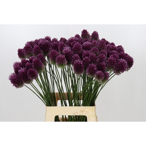 Allium Sphaerocephalon