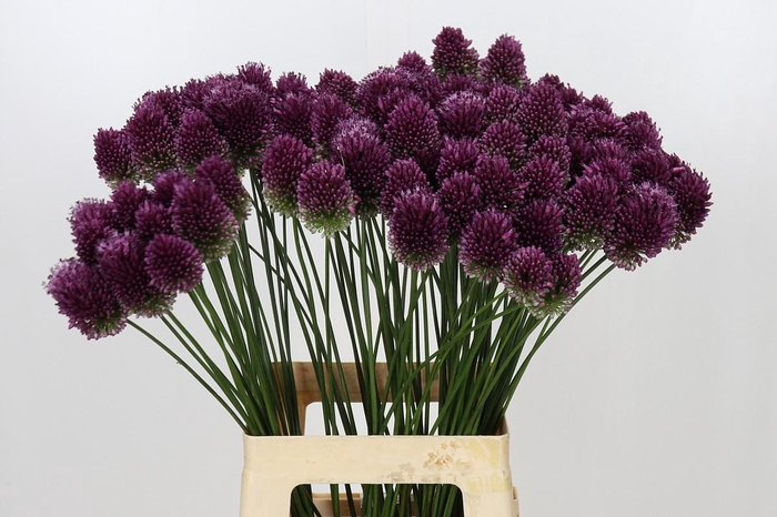 <h4>Allium Sphaerocephalon</h4>