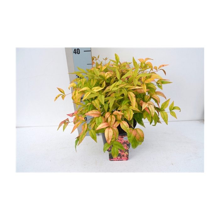 <h4>Nandina domestica 'Fire Power'</h4>