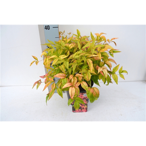 <h4>Nandina domestica 'Fire Power'</h4>