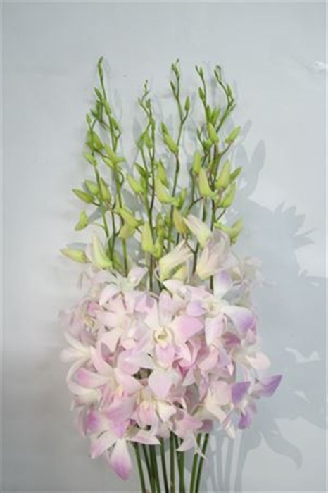 Dendrobium Mt L