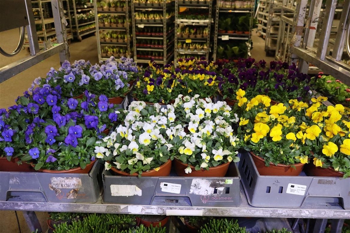 <h4>Vio Co Mixk 1 Kleur Per Fust</h4>