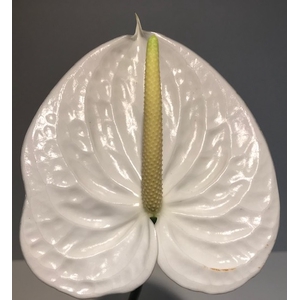 Anthurium Moments White Medium
