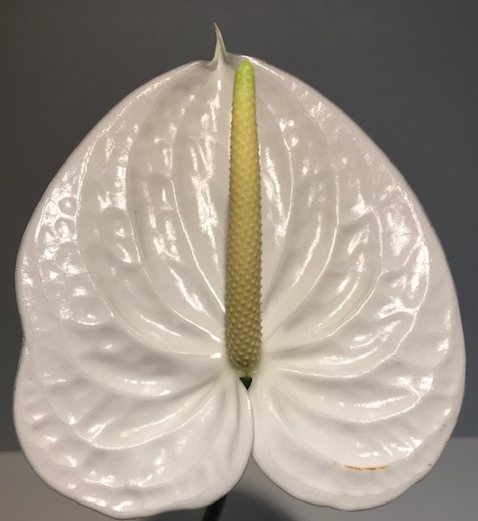 Anthurium Moments White Medium