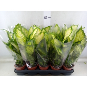Dieffenbachia  'Camilla'