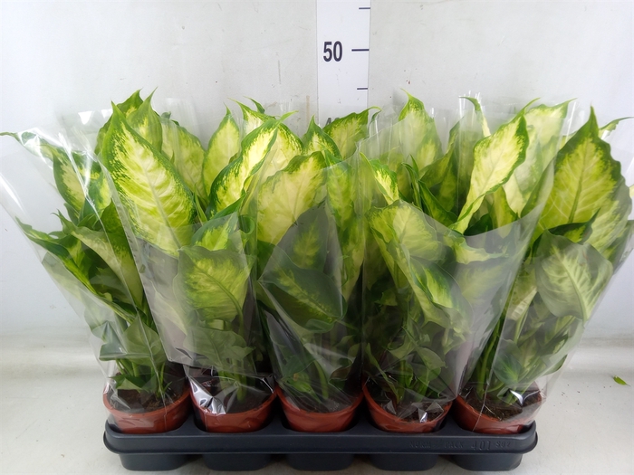 <h4>Dieffenbachia  'Camilla'</h4>