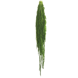 Amaranthus citron green