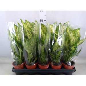 Dieffenbachia  'Compacta'