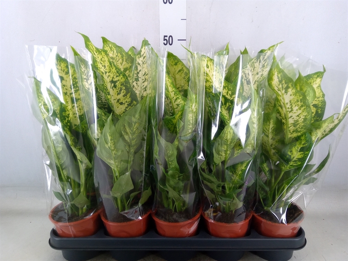 <h4>Dieffenbachia  'Compacta'</h4>