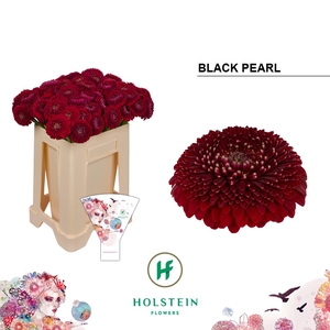 Germini Pomponi Black Pearl Water/Hoes x80