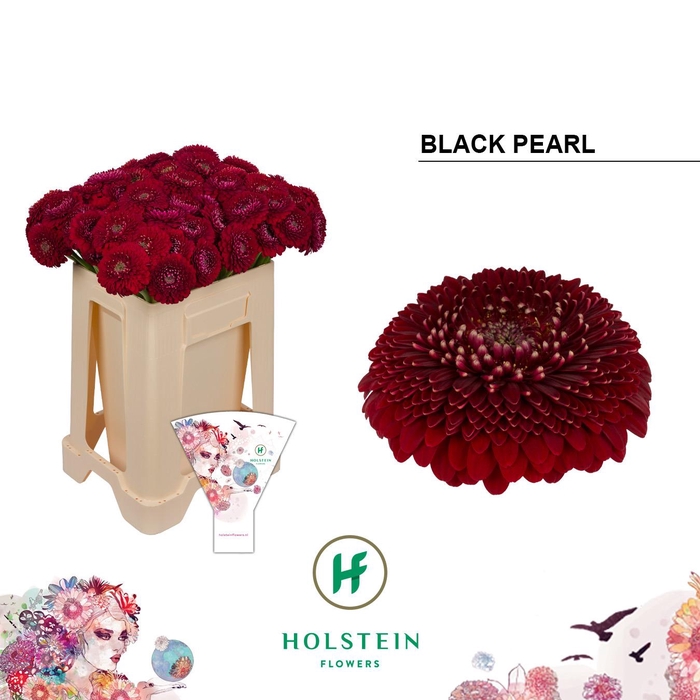 <h4>Germini Pomponi Black Pearl Water/Hoes x80</h4>