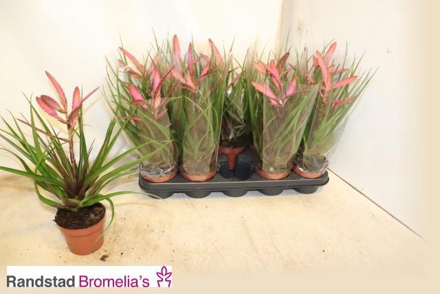 <h4>TILL ANTONIO</h4>