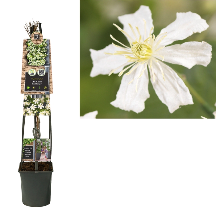<h4>Clematis 'Paul Farges' 3.0 label C5</h4>