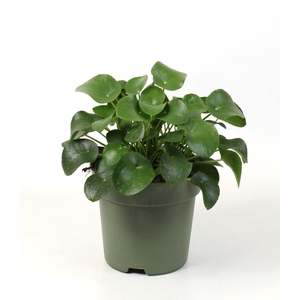 Pilea peperomoides