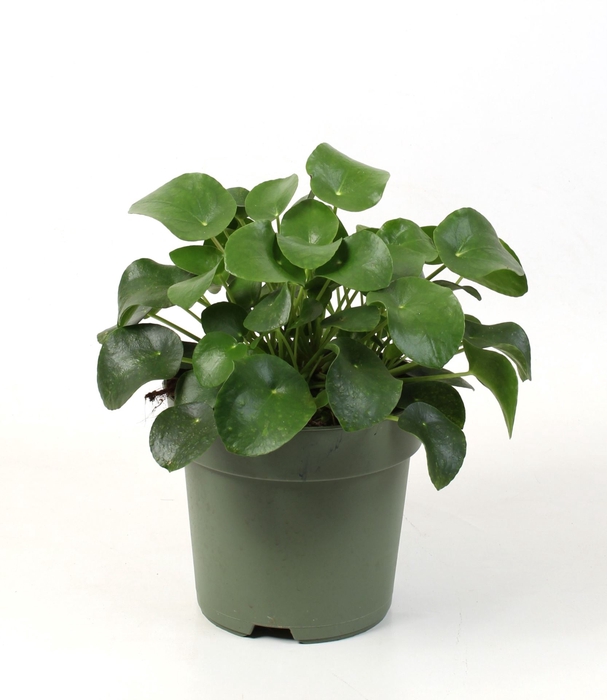 <h4>Pilea peperomoides</h4>