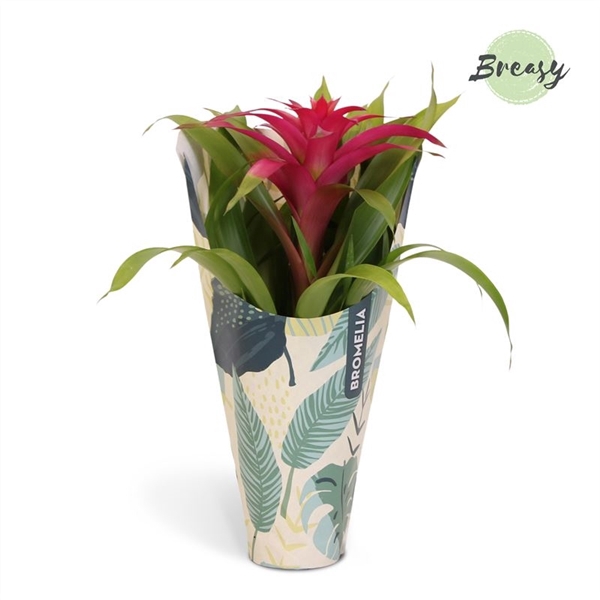 <h4>Guzmania Deseo Pink -12cm in Jungle kraft | Mimesis</h4>
