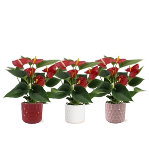 Anthurium Diamond Red in Katie ceramics