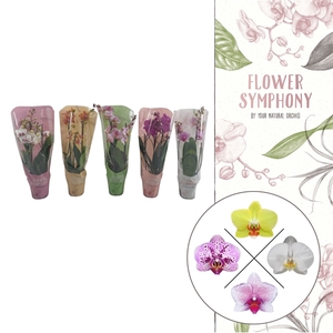 Flower Symphony | Mix in FS colorhoes | Phalaenopsis 3 spike