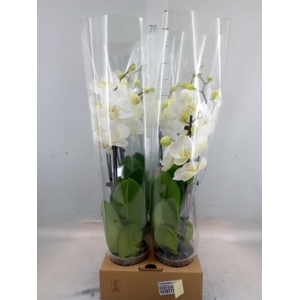 Phalaenopsis   ...