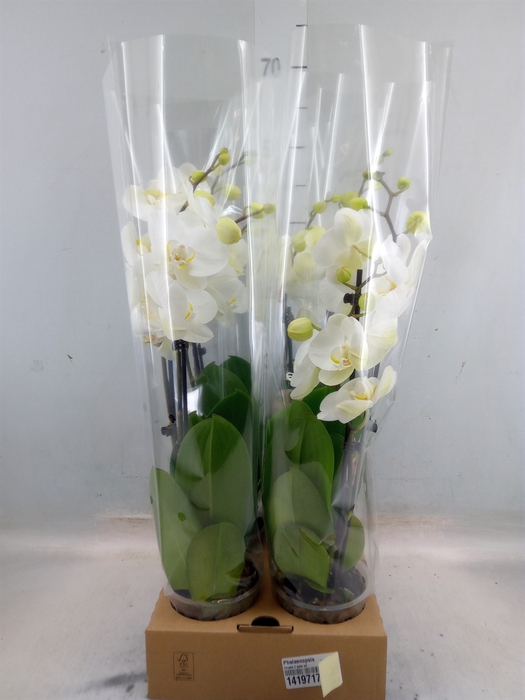 <h4>Phalaenopsis   ...</h4>
