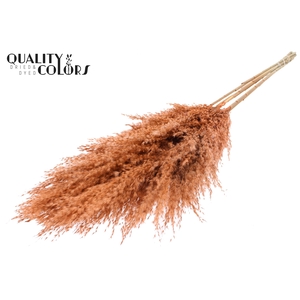Pampas Grass 100cm 5st/bunch Frosted Salmon