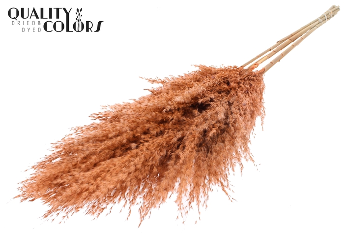 <h4>Pampas Grass 100cm 5st/bunch Frosted Salmon</h4>
