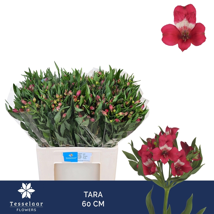 <h4>ALSTR TARA 60 CM</h4>