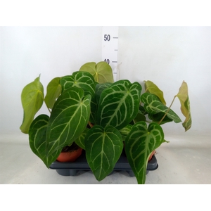Anthurium   ...