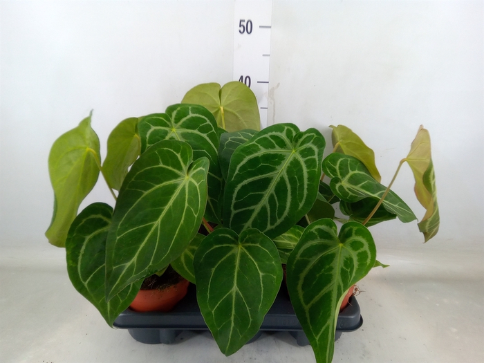 <h4>Anthurium   ...</h4>