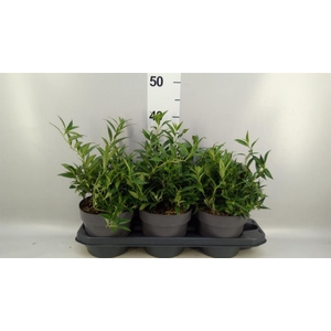 Sarcococca hookeriana