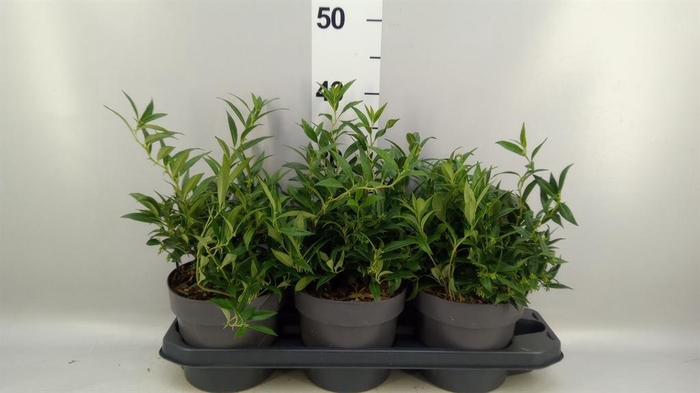 <h4>Sarcococca hookeriana</h4>