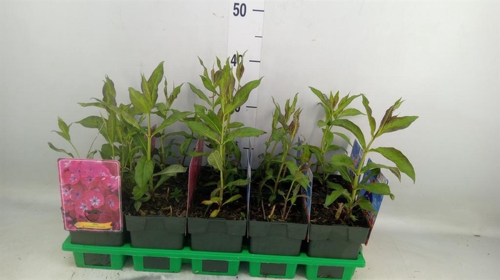 <h4>Phlox panic.   ...</h4>