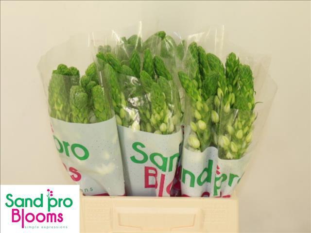 <h4>Ornithogalum thyrsoides Milky Way</h4>