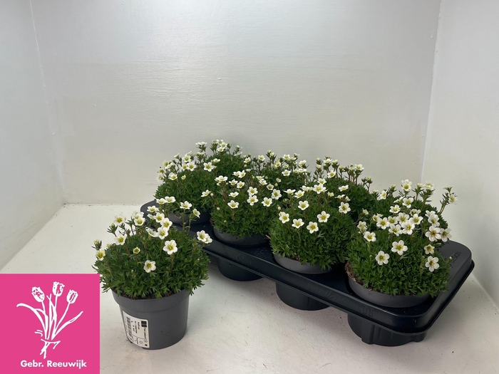 Saxif Ar Marto White