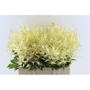 Astilbe Whasingthon White