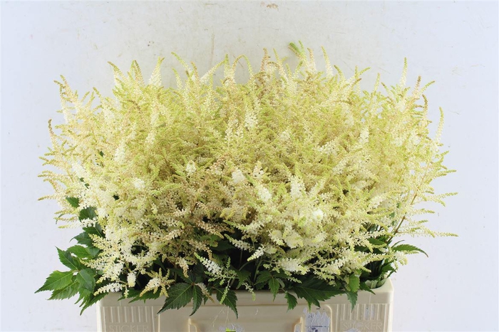 <h4>Astilbe Whasingthon White</h4>