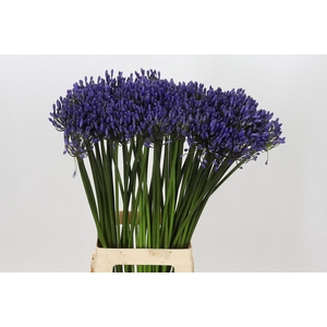 Agapanthus Dr Brouwer
