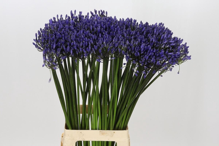 <h4>Agapanthus Dr Brouwer</h4>